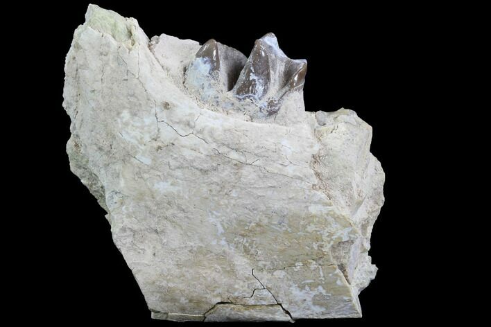 Hyracodon (Running Rhino) Jaw Section - South Dakota #90265